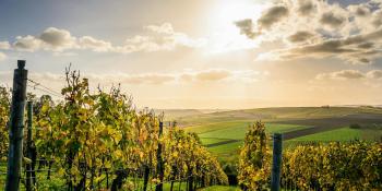 Blick vom Weinberg