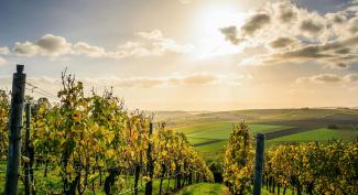 Blick vom Weinberg